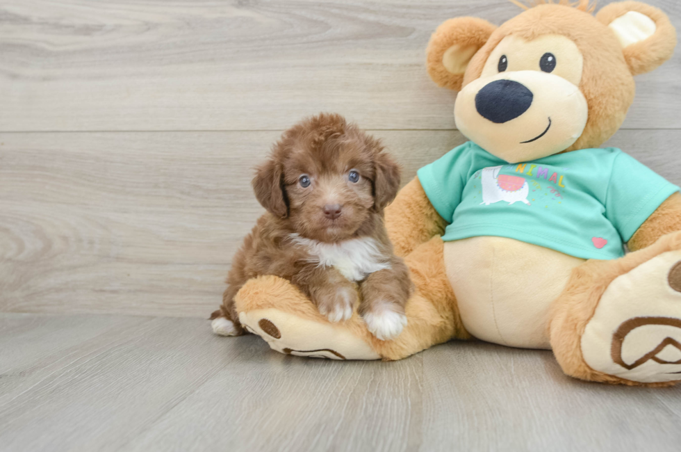 7 week old Mini Aussiedoodle Puppy For Sale - Premier Pups