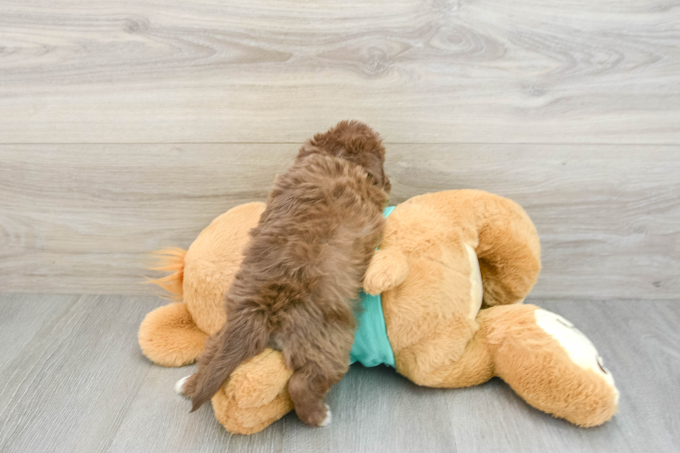 Best Mini Aussiedoodle Baby