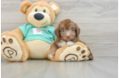 Mini Aussiedoodle Puppy for Adoption