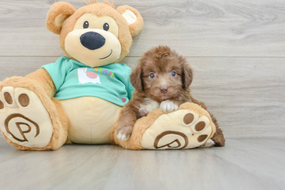 Mini Aussiedoodle Puppy for Adoption