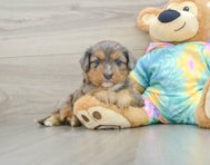 7 week old Mini Aussiedoodle Puppy For Sale - Premier Pups