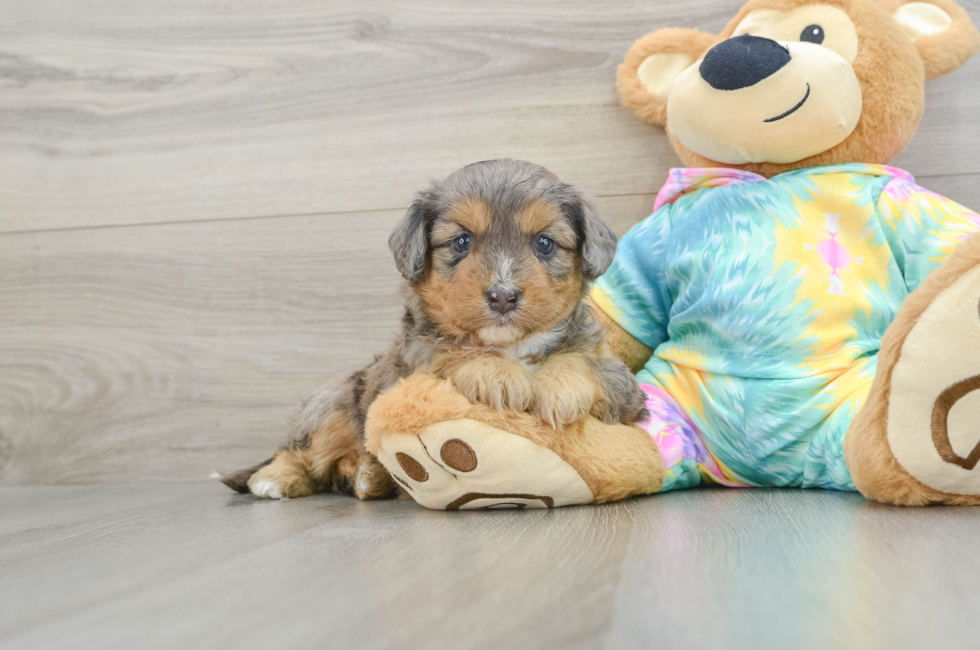 5 week old Mini Aussiedoodle Puppy For Sale - Premier Pups