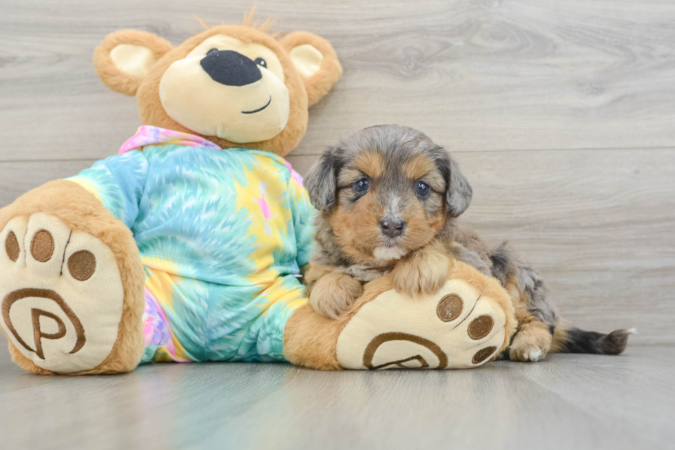 Mini Aussiedoodle Puppy for Adoption