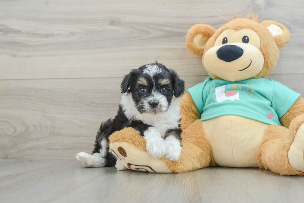 Mini Aussiedoodle Puppy for Adoption