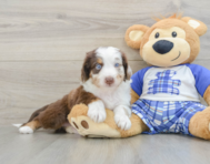 7 week old Mini Aussiedoodle Puppy For Sale - Premier Pups