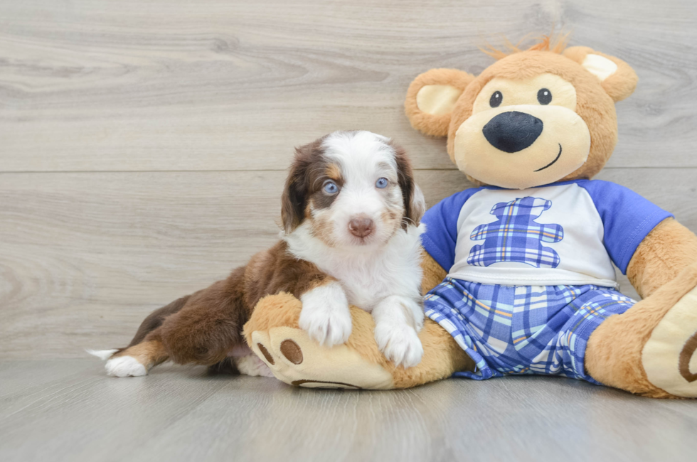 5 week old Mini Aussiedoodle Puppy For Sale - Premier Pups