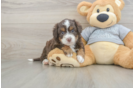 Petite Mini Aussiedoodle Poodle Mix Pup