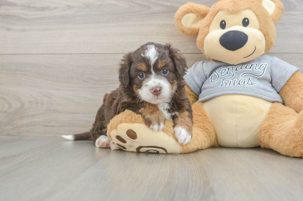 4 week old Mini Aussiedoodle Puppy For Sale - Premier Pups