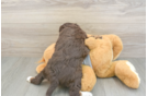 Fluffy Mini Aussiedoodle Poodle Mix Pup