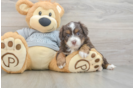 Cute Mini Aussiedoodle Baby