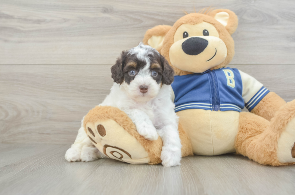 5 week old Mini Aussiedoodle Puppy For Sale - Premier Pups