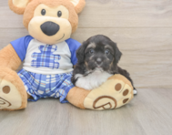 8 week old Mini Aussiedoodle Puppy For Sale - Premier Pups