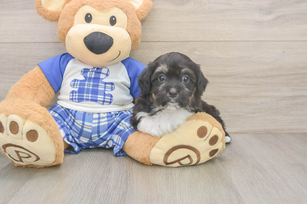 6 week old Mini Aussiedoodle Puppy For Sale - Premier Pups