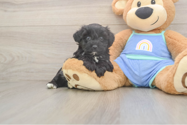 Mini Aussiedoodle Pup Being Cute