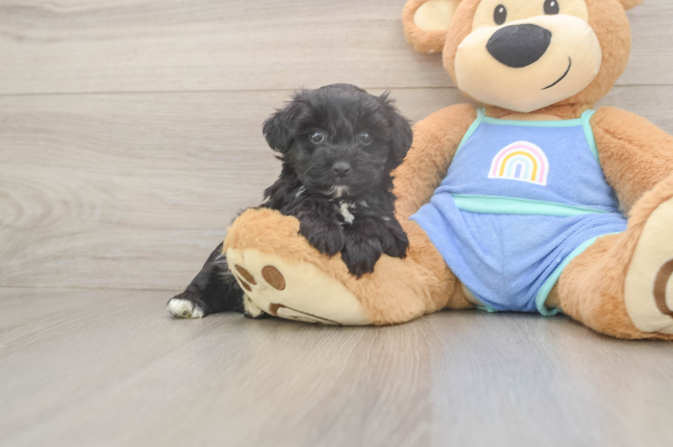 5 week old Mini Aussiedoodle Puppy For Sale - Premier Pups