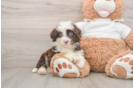 Mini Aussiedoodle Pup Being Cute