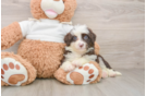 Mini Aussiedoodle Pup Being Cute