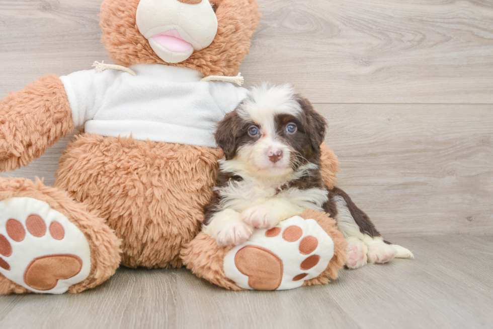 Mini Aussiedoodle Pup Being Cute