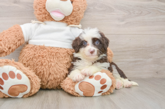 Mini Aussiedoodle Pup Being Cute