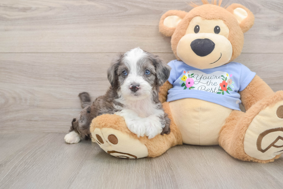 Popular Mini Aussiedoodle Poodle Mix Pup
