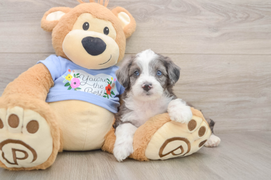 Mini Aussiedoodle Puppy for Adoption