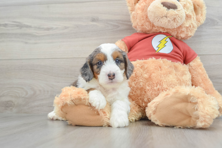 Fluffy Mini Aussiedoodle Poodle Mix Pup