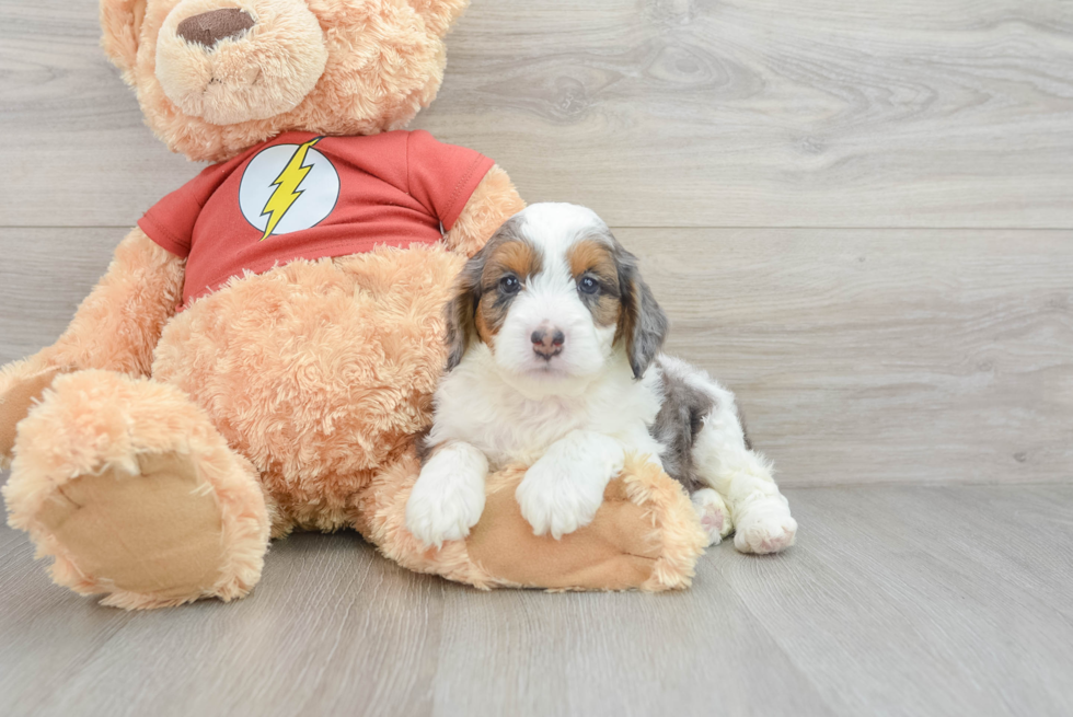 Mini Aussiedoodle Pup Being Cute