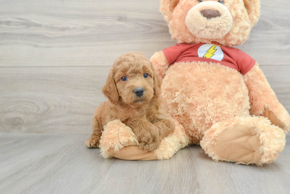 Playful Mini Aussiepoodle Poodle Mix Puppy