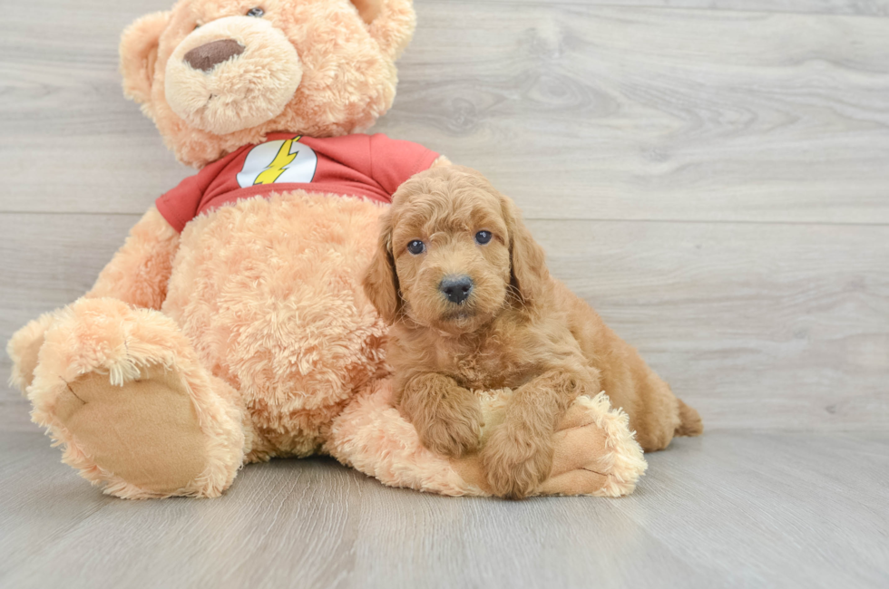 7 week old Mini Aussiedoodle Puppy For Sale - Premier Pups