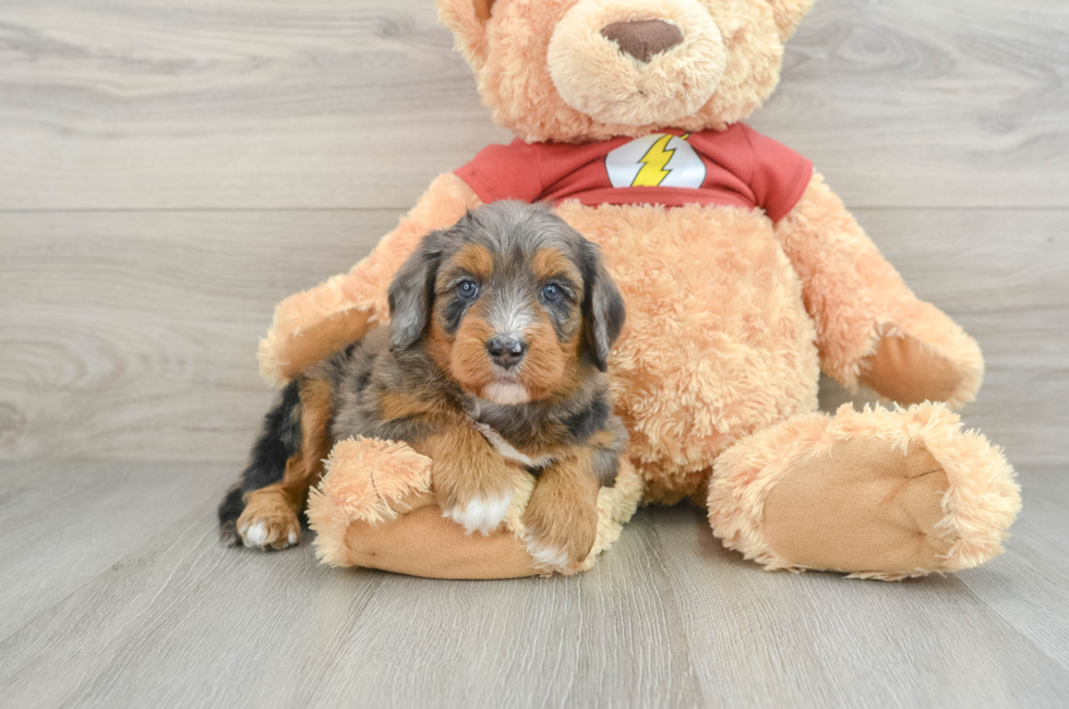 5 week old Mini Aussiedoodle Puppy For Sale - Premier Pups