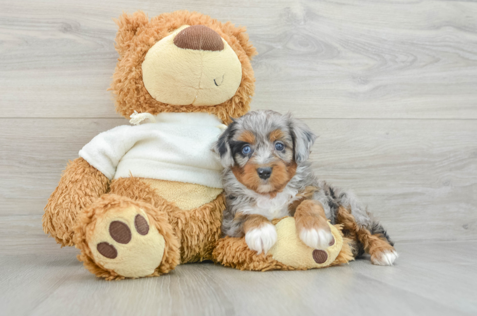 6 week old Mini Aussiedoodle Puppy For Sale - Premier Pups