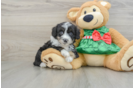 Mini Aussiedoodle Pup Being Cute