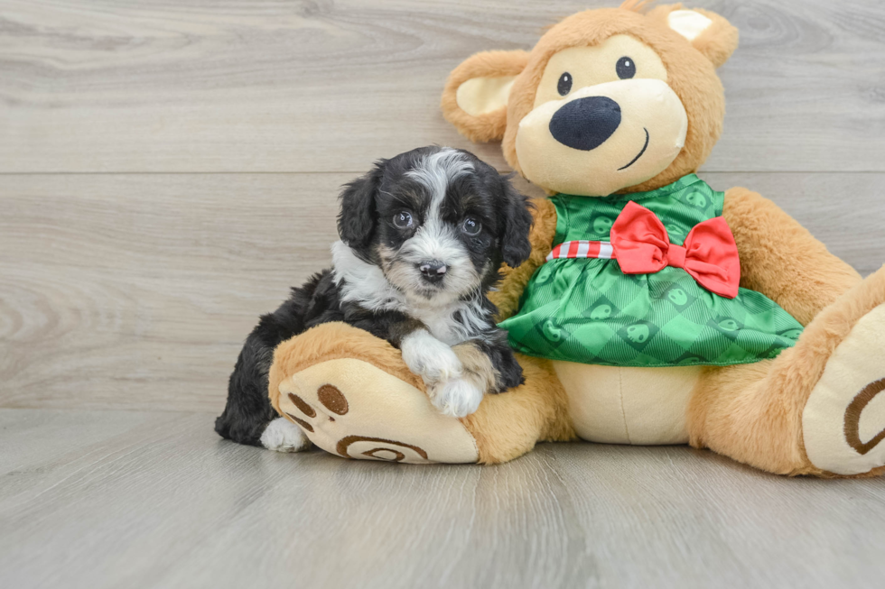 Mini Aussiedoodle Pup Being Cute