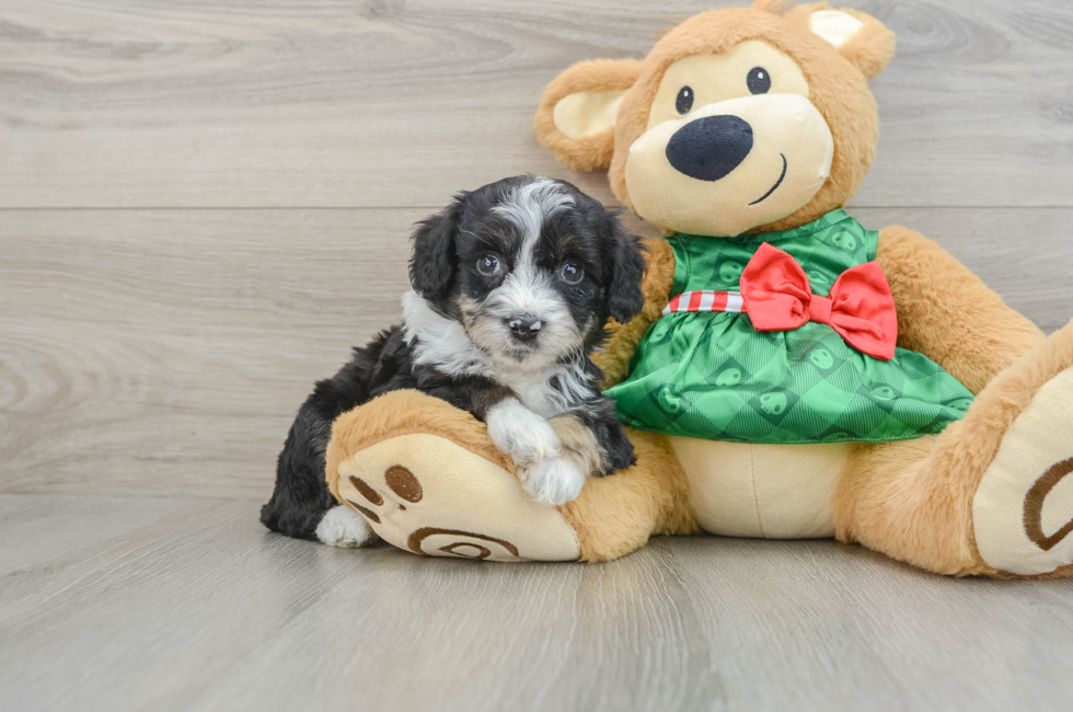 5 week old Mini Aussiedoodle Puppy For Sale - Premier Pups