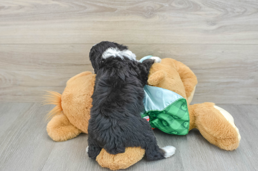 Petite Mini Aussiedoodle Poodle Mix Pup