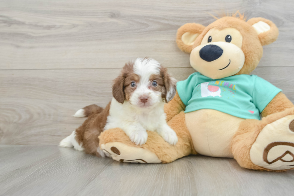 Fluffy Mini Aussiedoodle Poodle Mix Pup