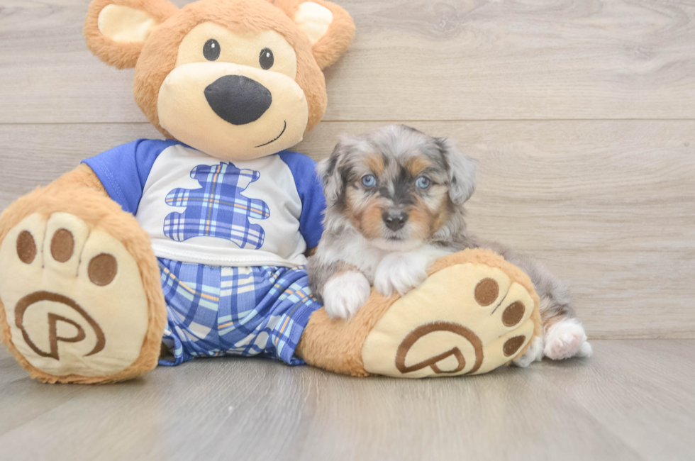 6 week old Mini Aussiedoodle Puppy For Sale - Premier Pups