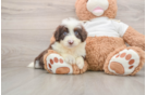 Fluffy Mini Aussiedoodle Poodle Mix Pup