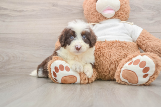 Fluffy Mini Aussiedoodle Poodle Mix Pup