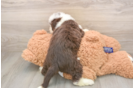 Mini Aussiedoodle Puppy for Adoption