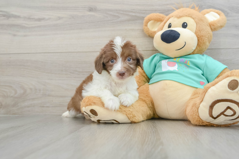 Best Mini Aussiedoodle Baby