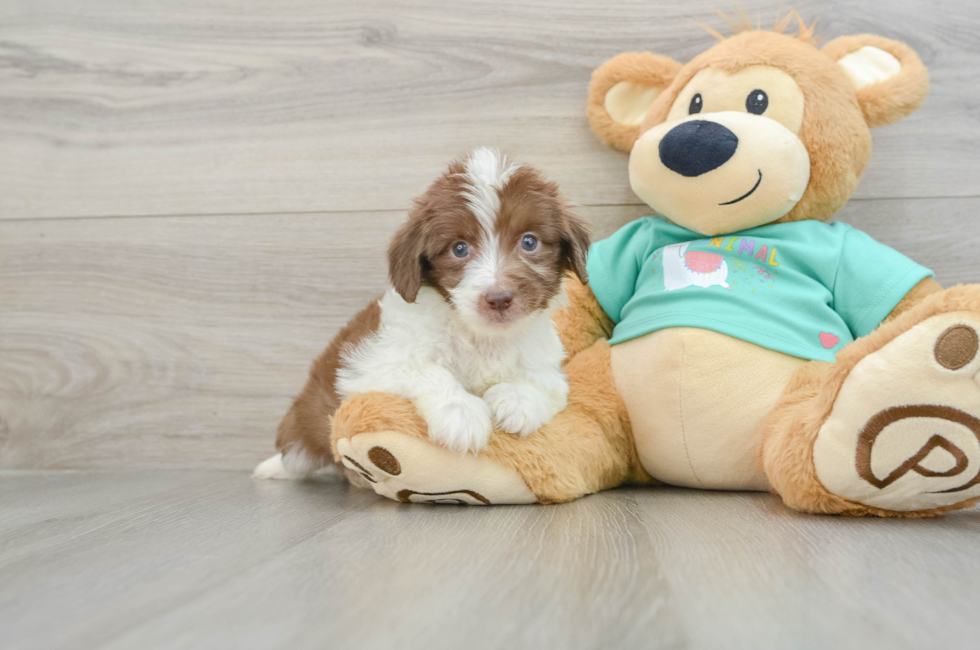 7 week old Mini Aussiedoodle Puppy For Sale - Premier Pups