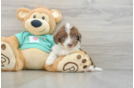 Mini Aussiedoodle Pup Being Cute