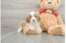 Playful Mini Aussiepoodle Poodle Mix Puppy