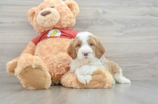 Sweet Mini Aussiedoodle Baby