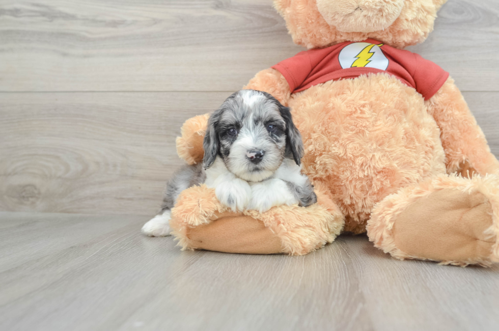 7 week old Mini Aussiedoodle Puppy For Sale - Premier Pups