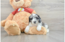 Mini Aussiedoodle Pup Being Cute