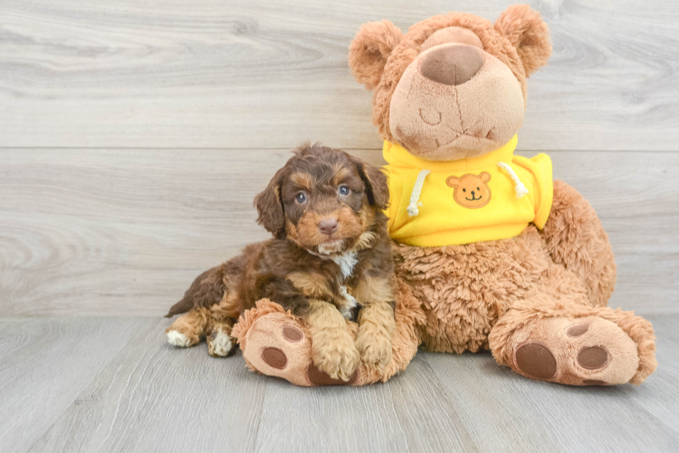 Popular Mini Aussiedoodle Poodle Mix Pup