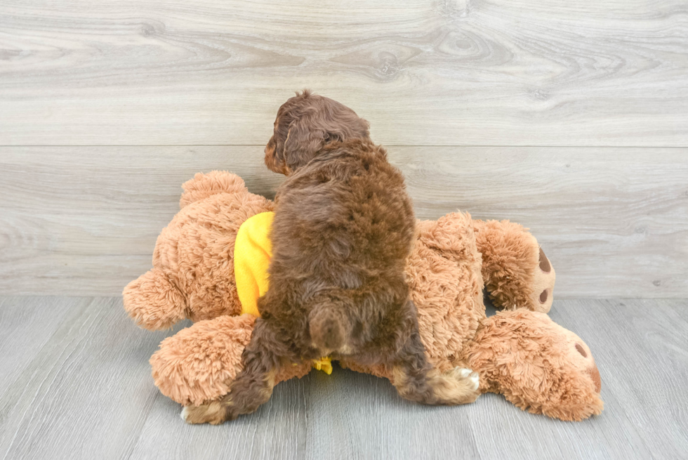 Mini Aussiedoodle Pup Being Cute