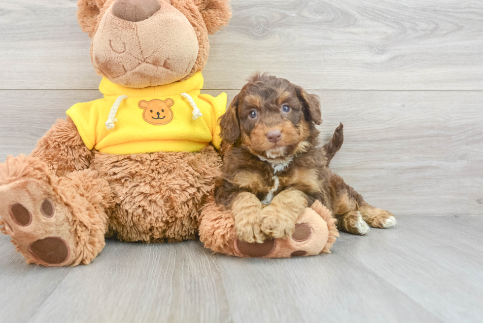 Popular Mini Aussiedoodle Poodle Mix Pup